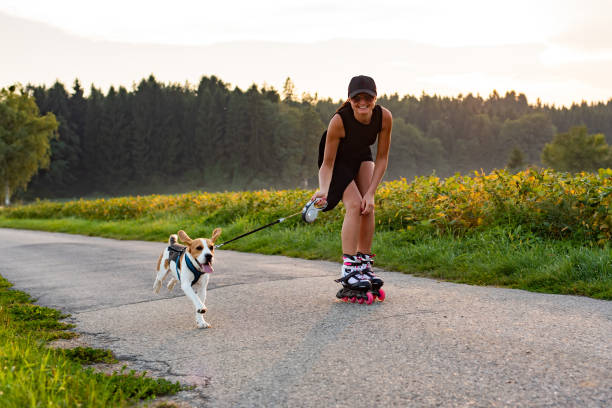 menina que patina com o cão do beagle ao ar livre na natureza. - no rollerblading - fotografias e filmes do acervo