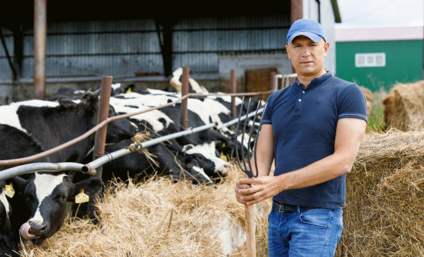 istock Farmer working on farm with dairy cows 1144317254