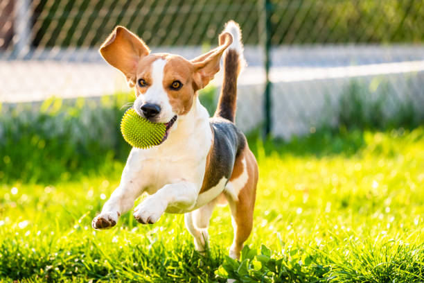 istock Beagle dog with a ball on a green meadow during spring,summer runs towards camera with ball 1144317521