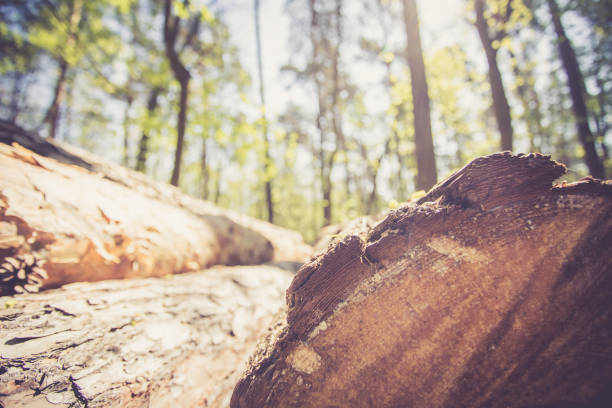 Close up picture of a fallen tree trunk, forest in the blurry background
