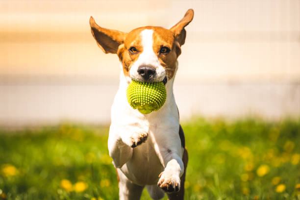 istock Beagle dog with a ball on a green meadow during spring,summer runs towards camera with ball 1144317598
