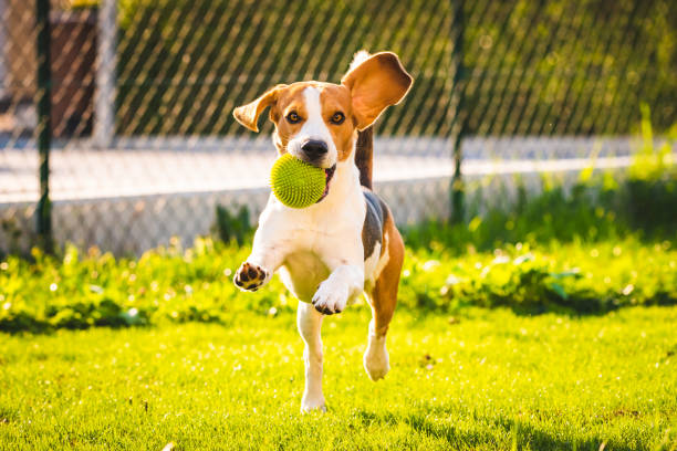 istock Beagle dog with a ball on a green meadow during spring,summer runs towards camera with ball 1144317655