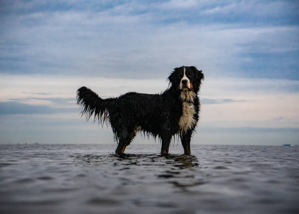 Berner Sennen staand in het water
