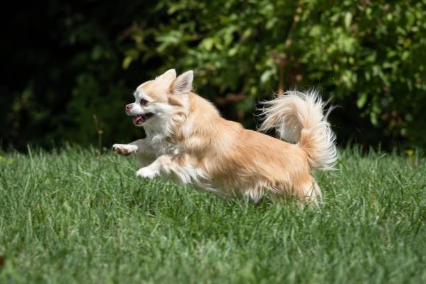 istock Long haired chihuahua playing 1144317939