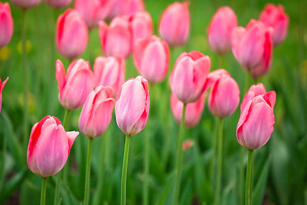 różowe tulipany - 4606 zdjęcia i obrazy z banku zdjęć