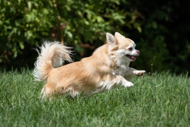 istock Long haired chihuahua playing 1144318448