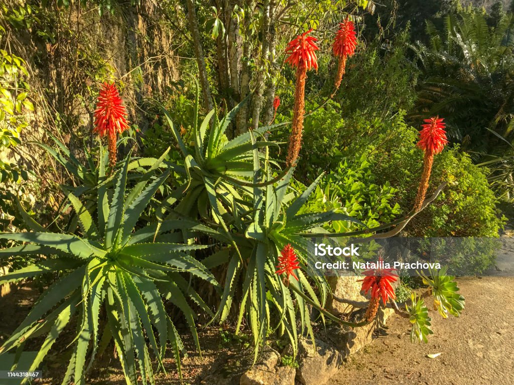 Foto de Flores Bonitas Do Vermelho Do Aloe Vera Com Folhas Verdes Fundo  Natural Da Floresta e mais fotos de stock de Babosa - iStock