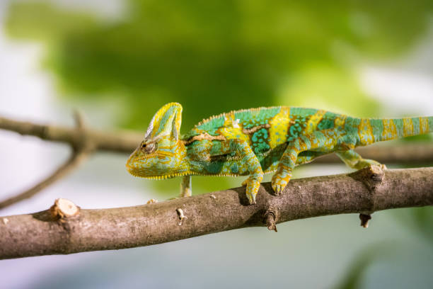 istock Chameleon in the zoo: Close-up picture of a chameleon climbing on a tree branch 1144318569