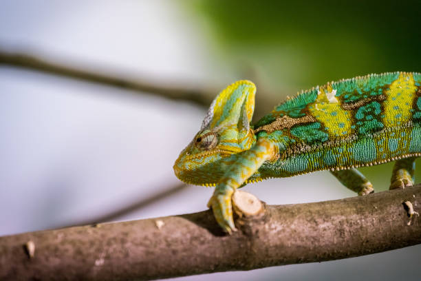 istock Chameleon in the zoo: Close-up picture of a chameleon climbing on a tree branch 1144318748