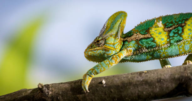 istock Chameleon in the zoo: Close-up picture of a chameleon climbing on a tree branch 1144318749