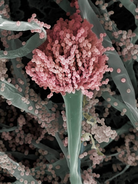 hongo (aspergillus fumigatus), sem - sem fotografías e imágenes de stock