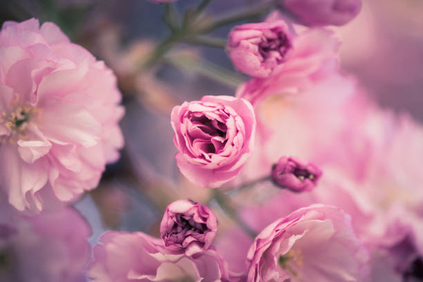 Close up picture of pink blooming cherry blossoms