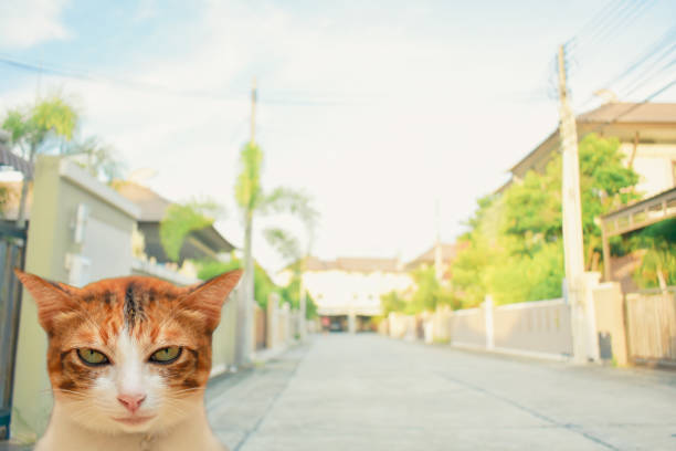 Thai cat smile on the field on blurred tree background for animal image