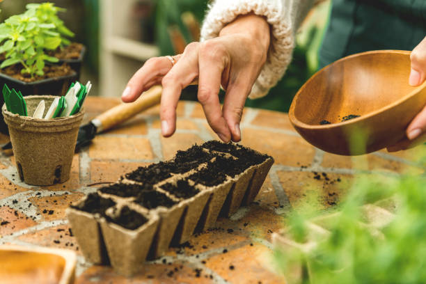 istock Planting seeds in Biodegradable pots 1144319497