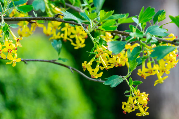 foco seletivo macio de florescência amarela da flor do aureum de ribes. floresce a passa de corinto dourada, groselha de cravo, pruterberry e groselha de búfalo no fundo verde do jardim - berry fruit pink vibrant color leaf - fotografias e filmes do acervo