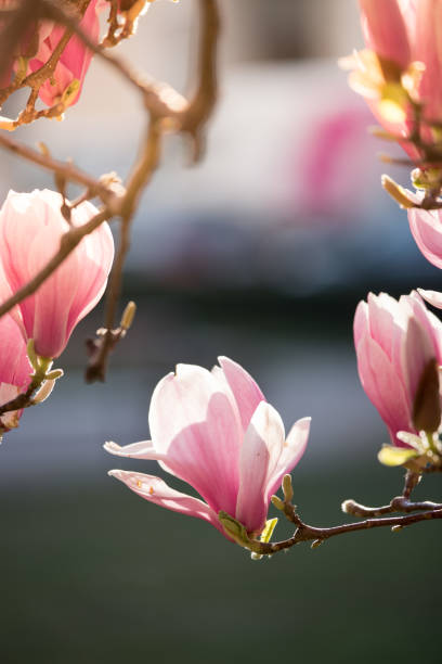 istock Springtime: Blooming tree with pink magnolia blossoms, beauty 1144320469