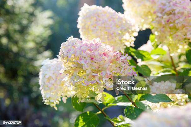 Blooming Shrub White Paniculata Hydrangea In Summer Garden Closeup Of Hydrangea Flower Stock Photo - Download Image Now