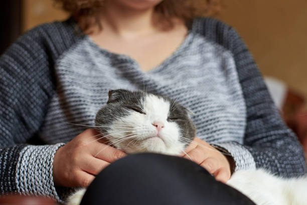 istock Woman in a warm sweater strokes a cute cat 1144321186