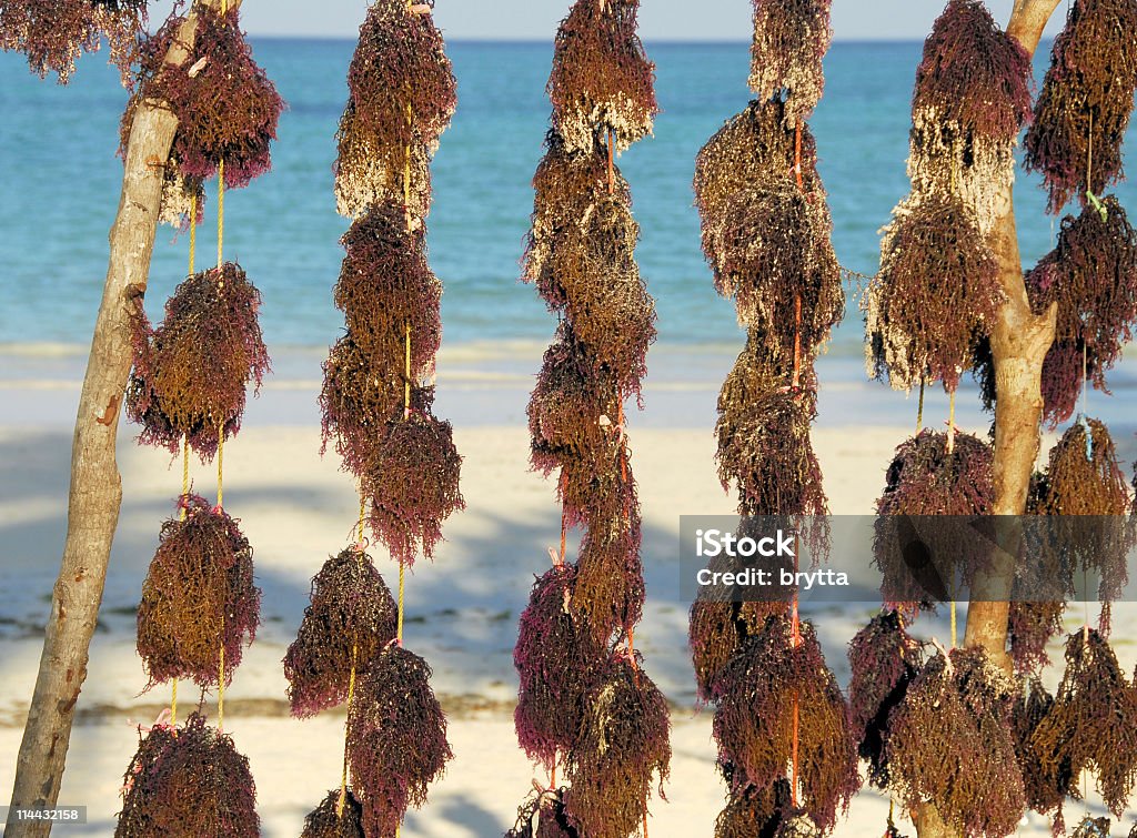 Alga marinha é secar na praia - Royalty-free Agricultura Foto de stock