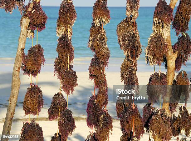 Alga Marinha É Secar Na Praia - Fotografias de stock e mais imagens de Agricultura - Agricultura, Alga marinha, Alga