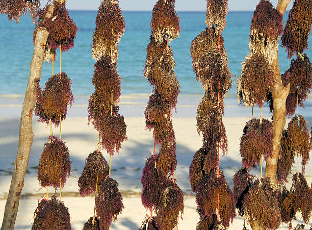 морские водоросли, сушка на пляже - africa agriculture zanzibar industry стоковые фото и изображения