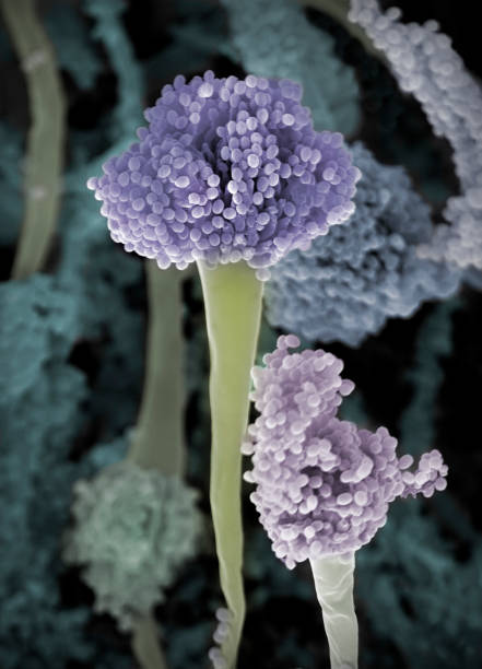 champignon (aspergillus fumigatus), sem - sem photos et images de collection