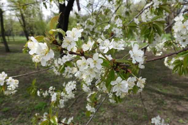 istock Twiggy branch of blossoming cherry tree in spring 1144322226