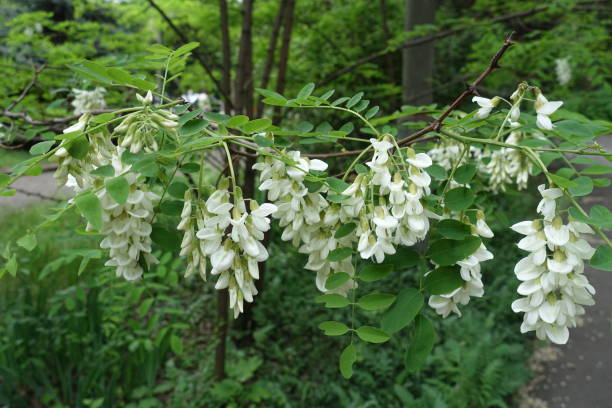 rama de langosta negra con flores blancas en primavera - locust tree black robinia fotografías e imágenes de stock