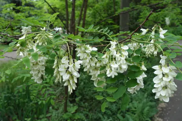 Branch of black locust with white flowers in spring