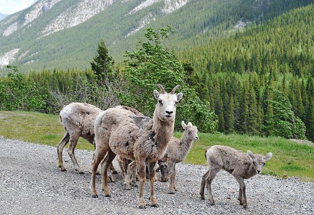 istock Bighorn ewe and lambs 114432278
