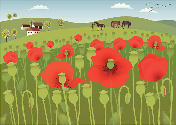 красный poppy fields - stem poppy fragility flower stock illustrations