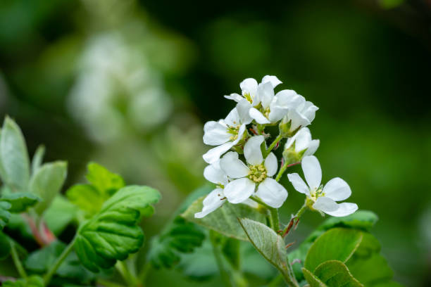 amelanchier カナデンシス、serviceberry、shadberry または juneberry の木の接写した白い花を緑のぼやけた背景に - shadberry ストックフォトと画像