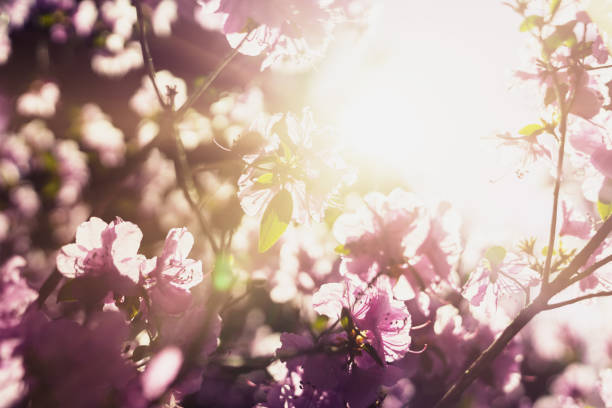 istock Pink flowers on the pink toned sky background 1144324492