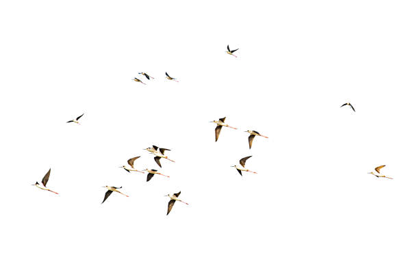 istock Isolated Flocks of birds flying on a white background with clipping path. 1144326381