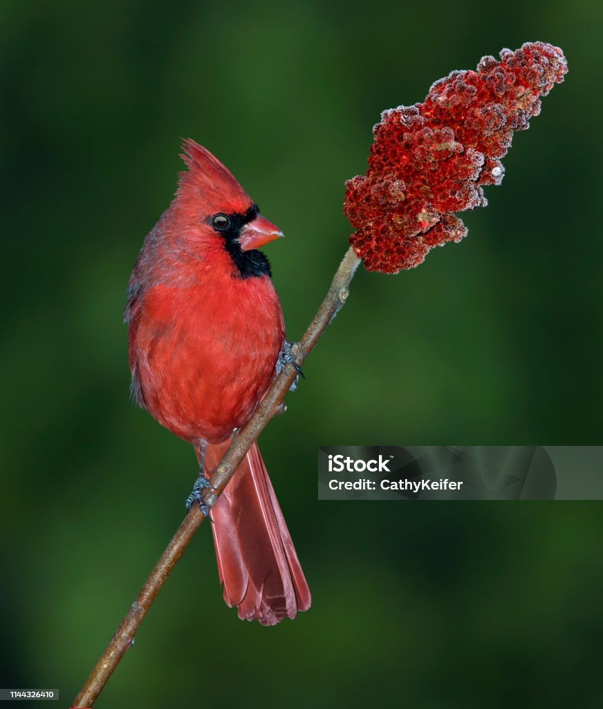 Cardinal male on a sumac branch A male cardinal is sitting on the frosty branch of a sumac tree. Northern Cardinal Stock Photo