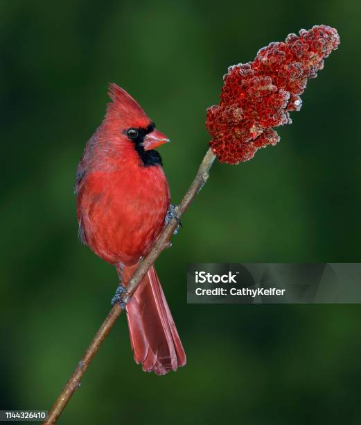 Cardinal Male On A Sumac Branch Stock Photo - Download Image Now - Northern Cardinal, Perching, Animal