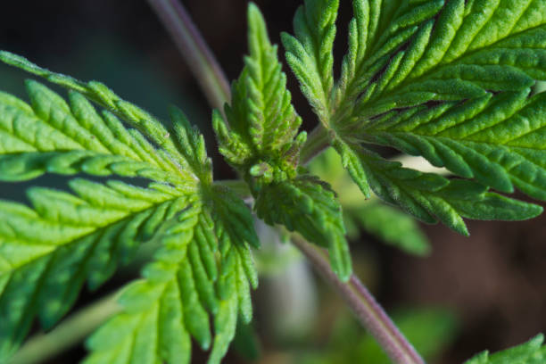 istock Cannabis leaves close up. 1144327625