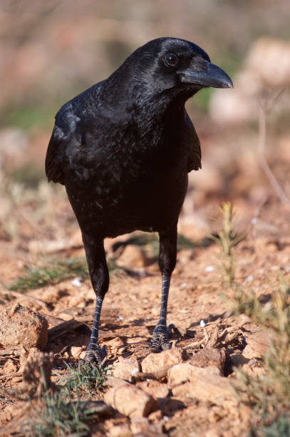 istock Common crow - Corvus corone portrait looking for food 1144327778