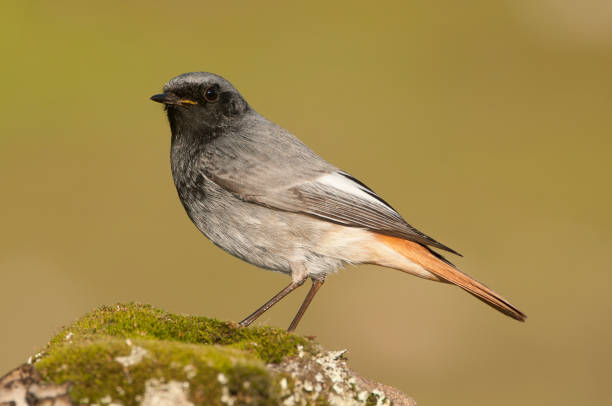 phoenicurus ochruros-black redstart en hábitat natural sobre una roca - phoenicurus fotografías e imágenes de stock