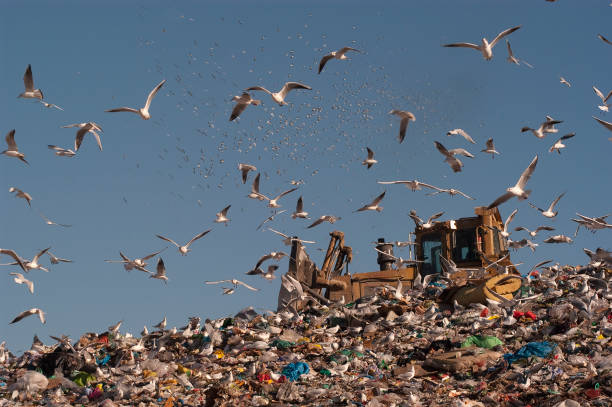istock Seagulls flying in the trash 1144327963