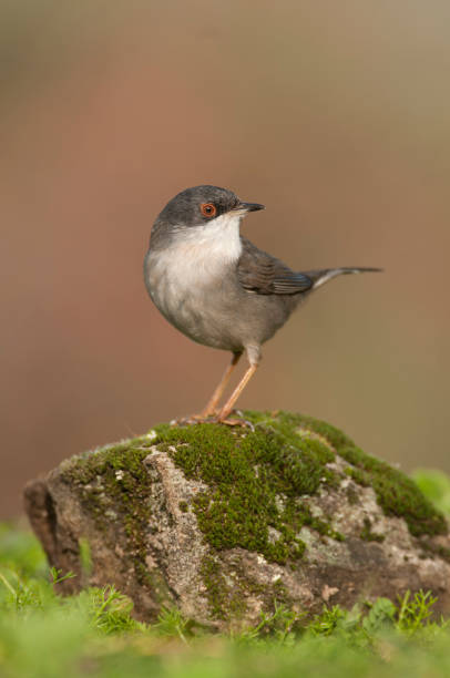 istock Sylvia melanocephala - Sardinian warbler in its natural habitat 1144327981