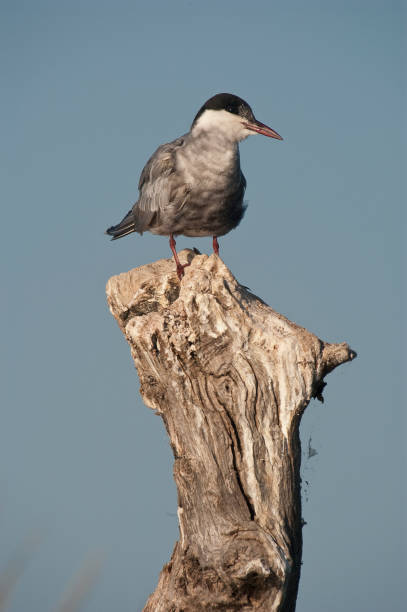 istock Whiskered tern - Chlidonias hybridus Perched on a branch 1144328059