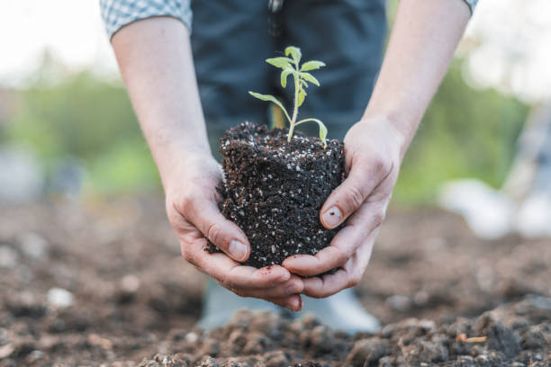 istock Be part of the Universe. Plant a tree. 1144330481