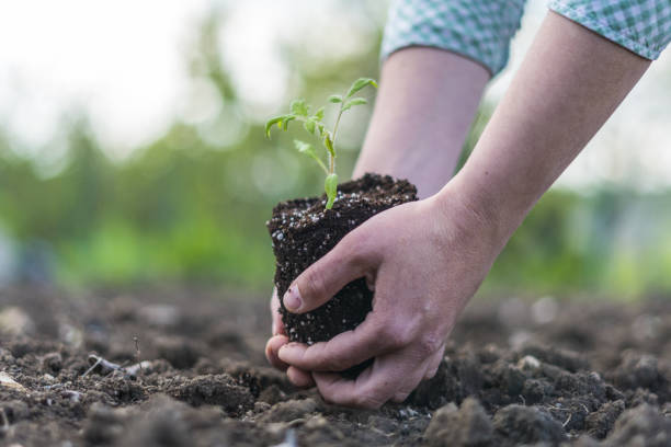 istock Be part of the Universe. Plant a tree. 1144330491