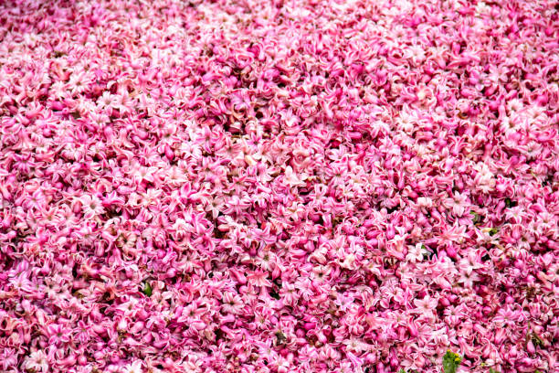 istock Hyacinth flowers in piles 1144330543