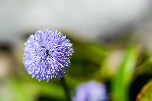 istock Globularia nudicaulis purple flower 1144332637