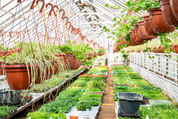 istock Greenhouse, cultivation of plants 1144333693