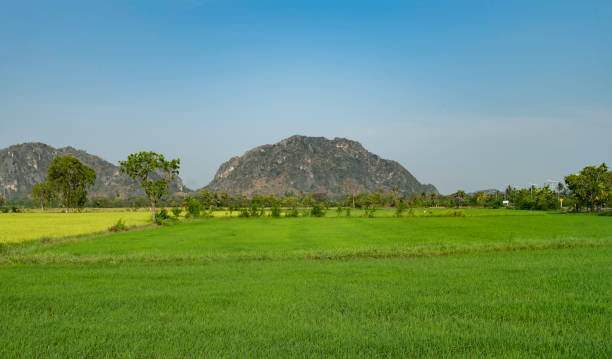Green field in front of mountain with clear blue sky stock photo