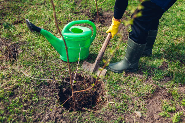 istock Gardener planting tree in spring garden using shovel. Farmer working outdoors 1144334747