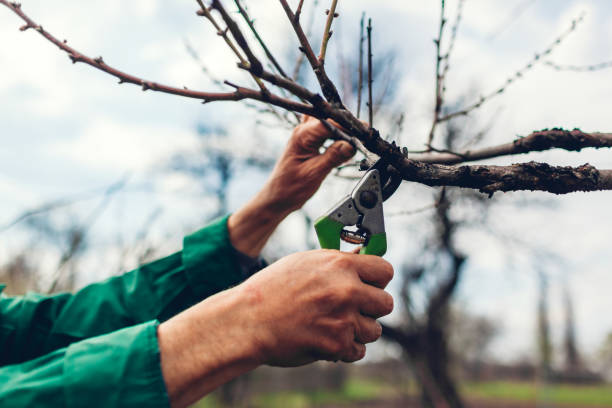 istock Man pruning tree with clippers. Male farmer cuts branches in spring garden with pruning shears or secateurs 1144334785